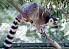 動物図鑑・ワオキツネザルの写真 13